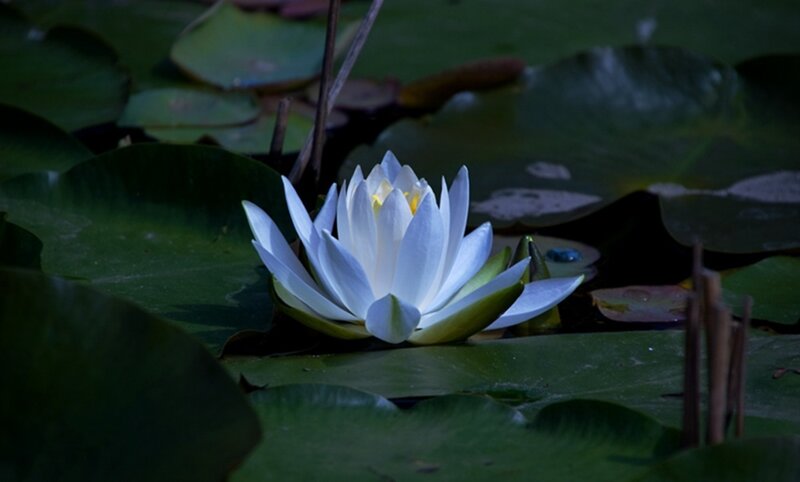 White Water Lily Flower — Green, Serene, Night