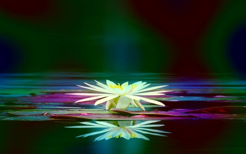 White Water Lily Flower — Green, Serene, Photograph, Lily Pad, Reflection