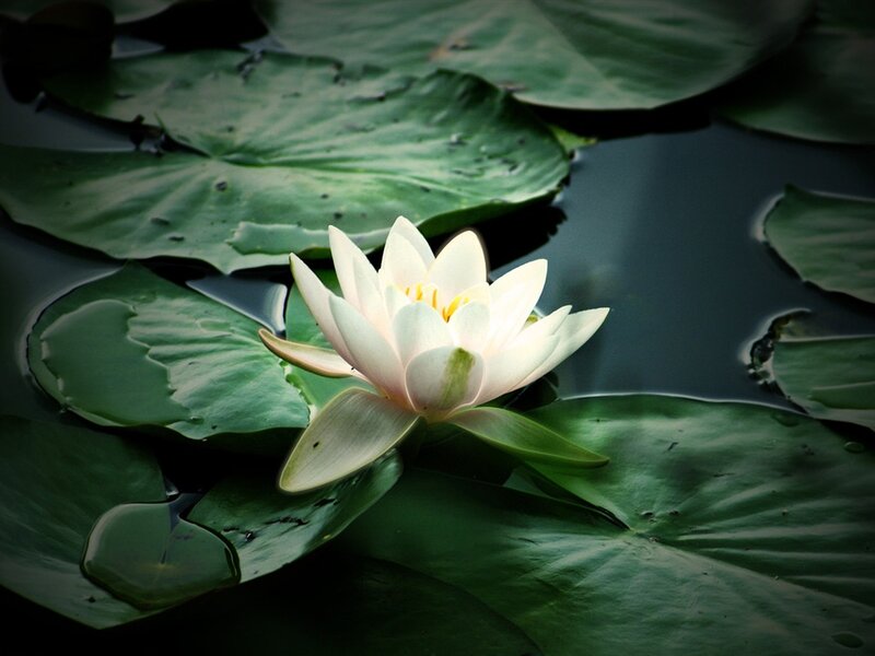 White Water Lily Flower — Green, Serene, Photograph, Lily Pad