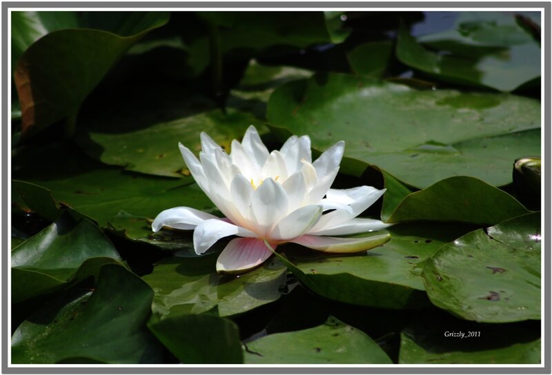 White Water Lily Flower — Green, Serene