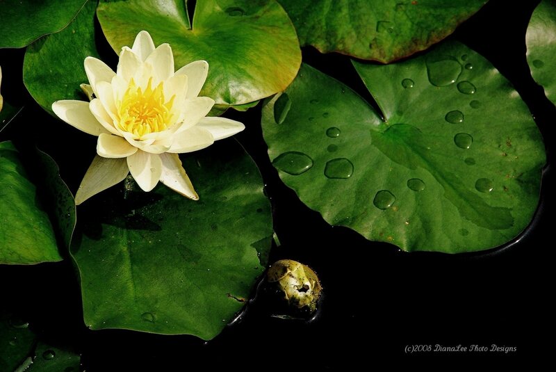 White Water Lily Flower — Green