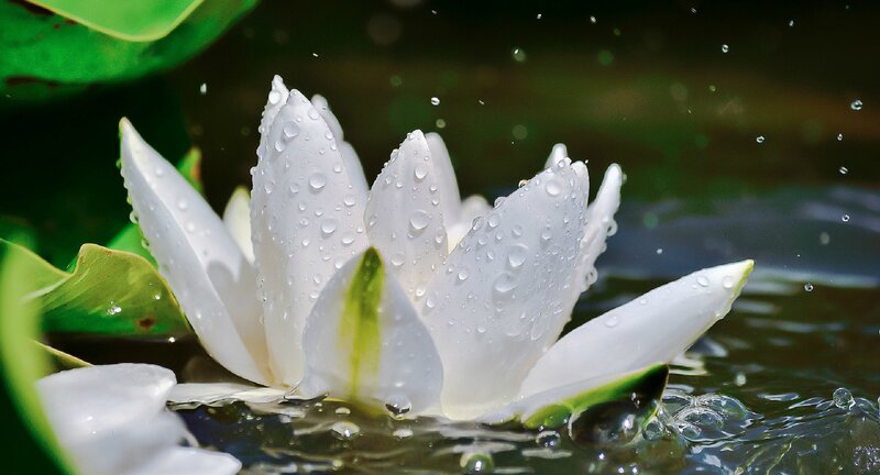 White Water Lily Flower — Serene, Afternoon, Photograph, Leaves, Drops