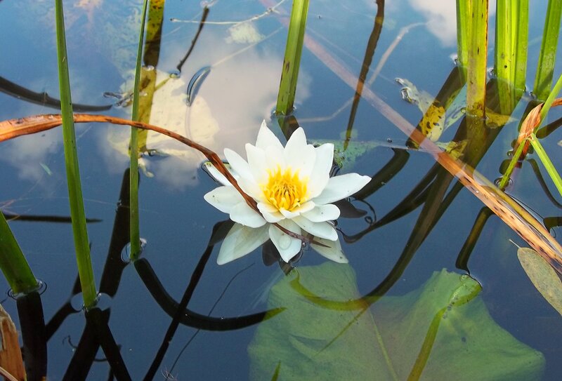 White Water Lily Flower — Serene, Afternoon, Photograph, Leaves