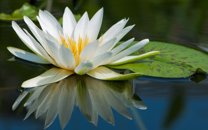 White Water Lily Flower — Serene, Afternoon, Photograph, Lily Pad, Green, Yellow