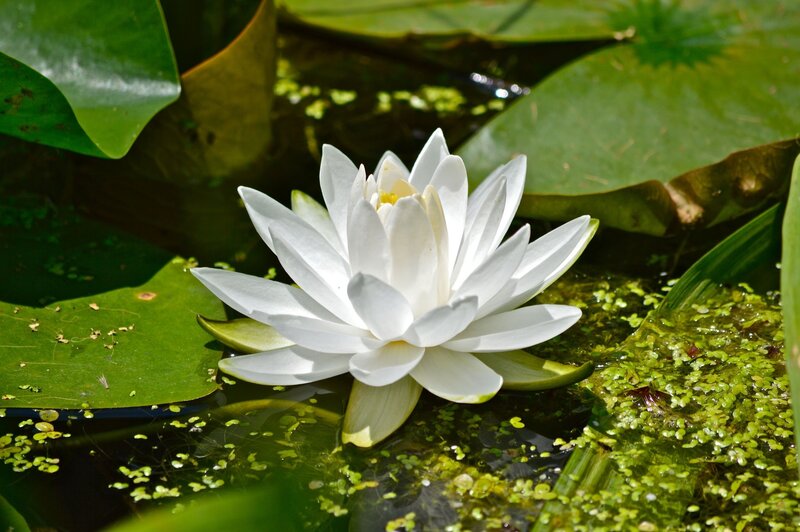 White Water Lily Flower — Serene, Afternoon, Photograph, Lily Pad, Pond, Algae