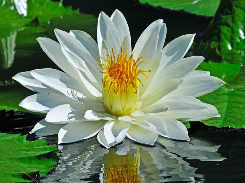 White Water Lily Flower — Serene, Afternoon, Photograph, Lily Pad, Pond, Reflection