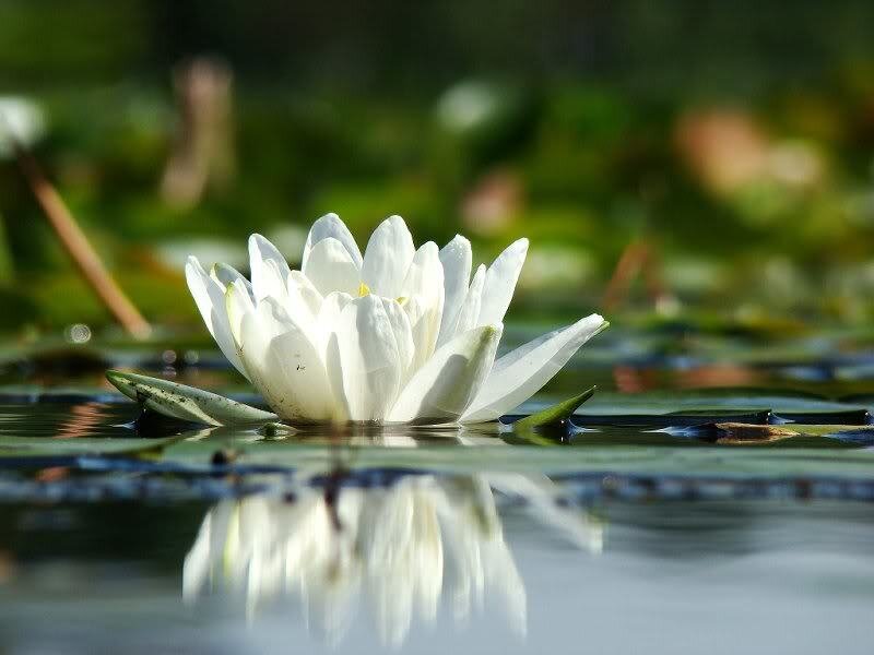 White Water Lily Flower — Serene, Afternoon, Photograph, Lily Pad, Reflection