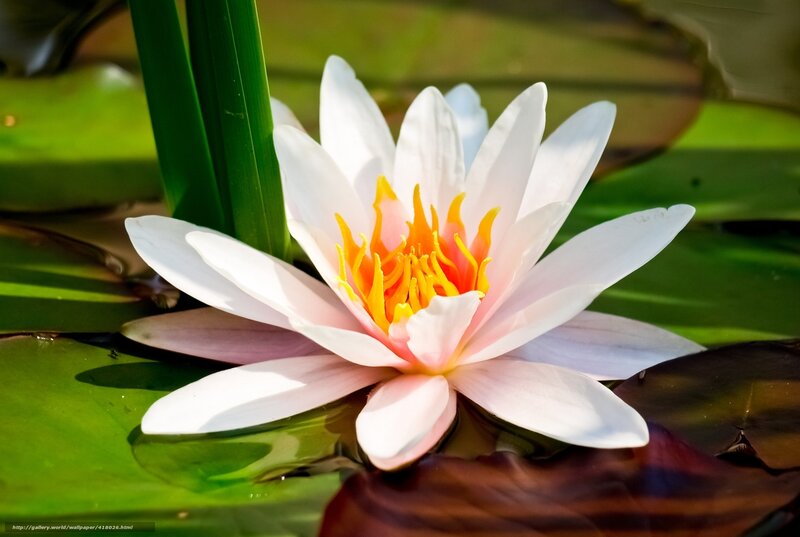 White Water Lily Flower — Serene, Afternoon, Photograph, Lily Pad, Stem, Sunlight