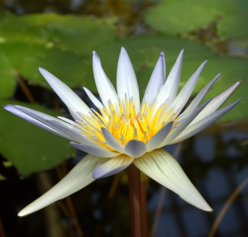 White Water Lily Flower — Serene, Afternoon, Photograph, Lily Pad, Stem