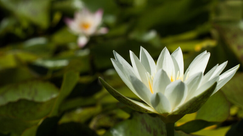 White Water Lily Flower — Serene, Afternoon, Photograph, Lily Pad, Sunlight