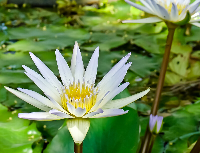White Water Lily Flower — Serene, Afternoon, Photograph, Lily Pad