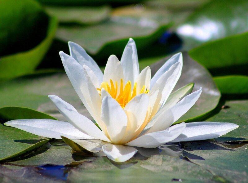 White Water Lily Flower — Serene, Afternoon, Photograph, Lily Pad, Yellow Center, Pond