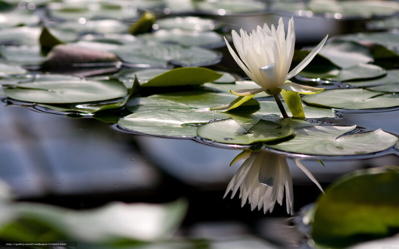 White Water Lily Flower — Serene, Afternoon, Photograph, Lily Pads, Reflection