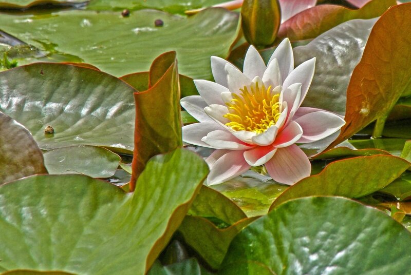 White Water Lily Flower — Serene, Afternoon, Photograph, Lily Pads, Yellow Stamen, Green Leaves