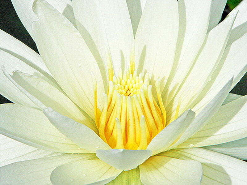 White Water Lily Flower — Serene, Afternoon, Photograph, Petals