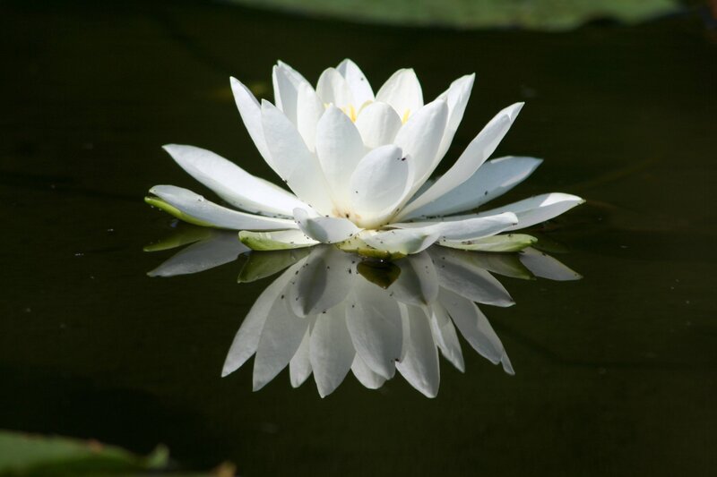 White Water Lily Flower — Serene, Afternoon, Photograph, Pond