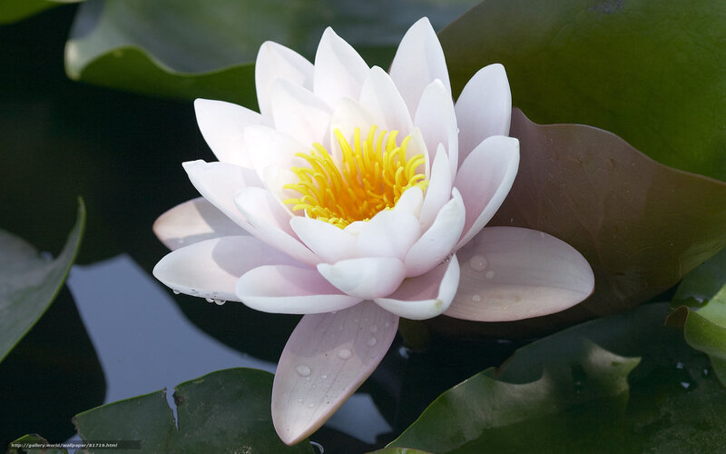 White Water Lily Flower — Serene, Afternoon, Photograph, Yellow Stamen