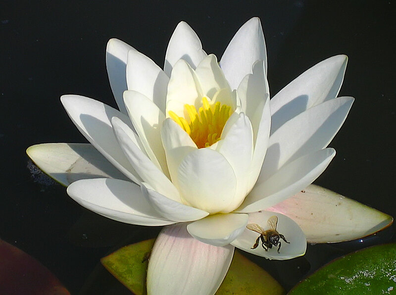 White Water Lily Flower — Serene, Afternoon