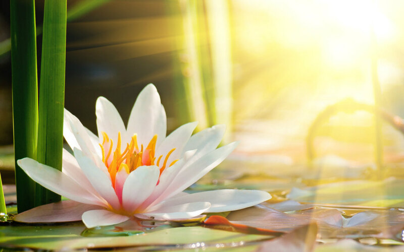 White Water Lily Flower — Serene, Morning
