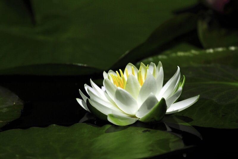 White Water Lily Flower — Serene, Night, Photograph, Lily Pad