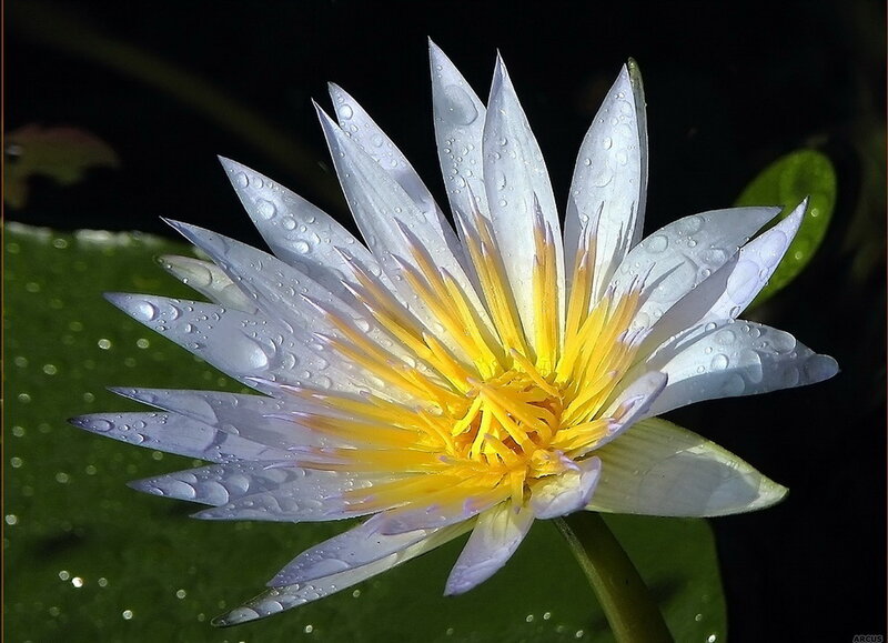 White Water Lily Flower — Serene, Night, Photograph, Petals