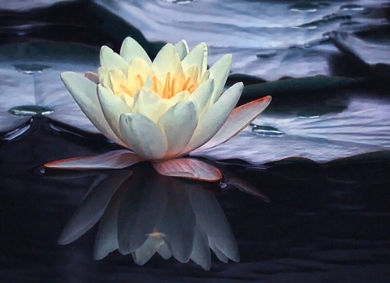 White Water Lily Flower — Serene, Night