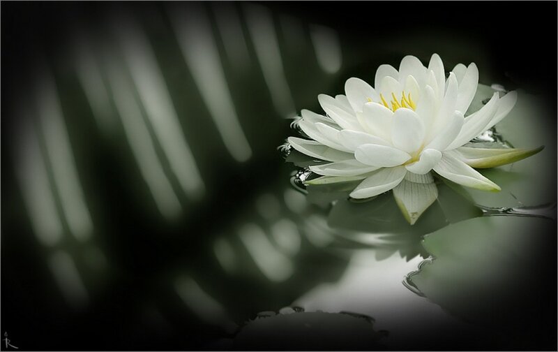 White Water Lily Flower — Serene, Photograph, Leaf