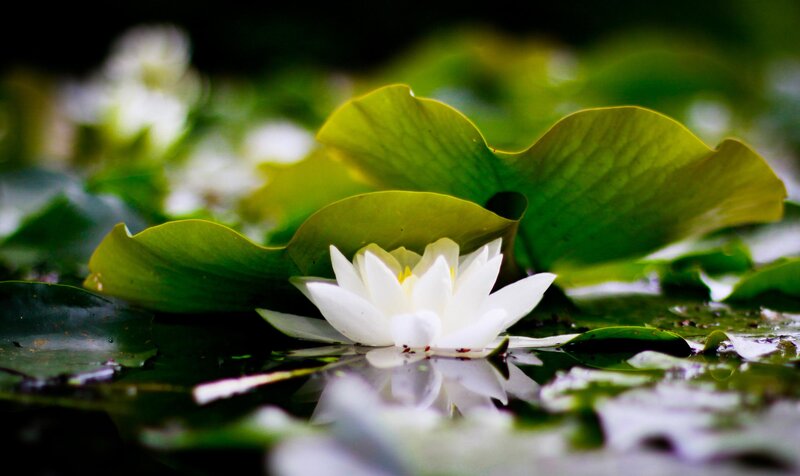 White Water Lily Flower — Serene, Photograph, Lily Pad, Pond, Reflection