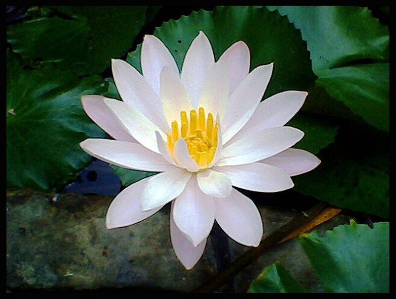 White Water Lily Flower — Serene, Photograph, Lily Pad, Pond, Stem