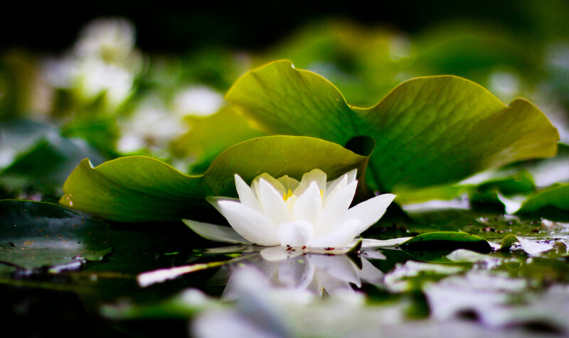 White Water Lily Flower — Serene, Photograph, Lily Pad, Pond