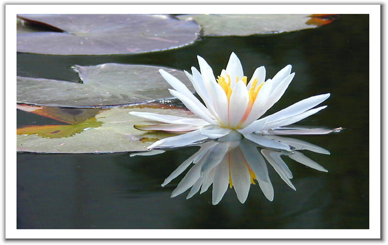 White Water Lily Flower — Serene, Photograph, Lily Pad, Reflection, Yellow