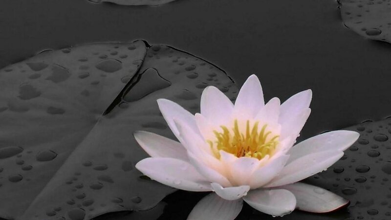 White Water Lily Flower — Serene, Photograph, Lily Pad, Water Droplets