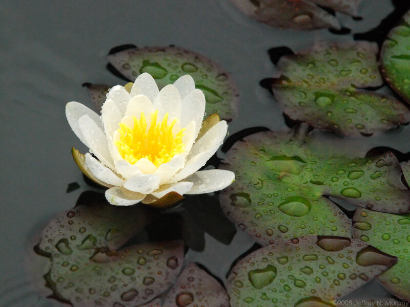 White Water Lily Flower — Serene, Photograph, Lily Pads