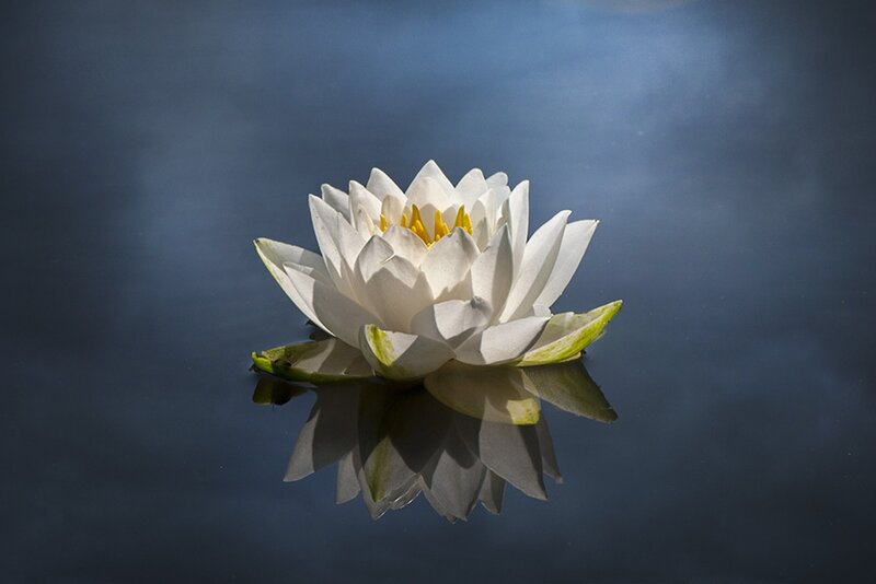 White Water Lily Flower — Serene, Photograph, Reflection