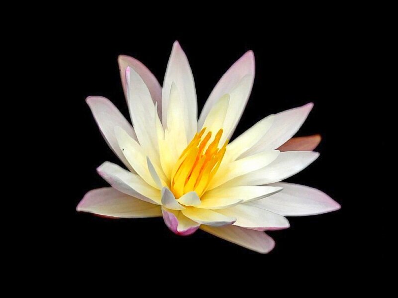 White Water Lily Flower — Serene, Photograph