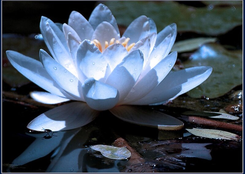 White Water Lily Flower — Serene, Photograph, Water Droplets