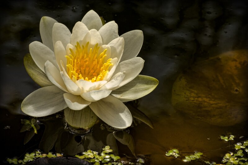 White Water Lily Flower — Serene, Photograph, Yellow Center, Lily Pad