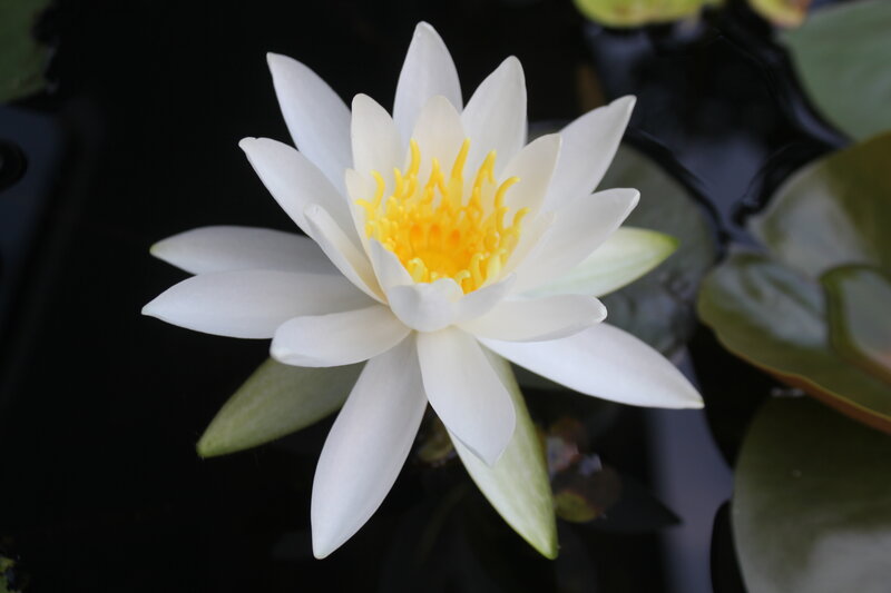 White Water Lily Flower — Serene, Photograph, Yellow Center, Lily Pads