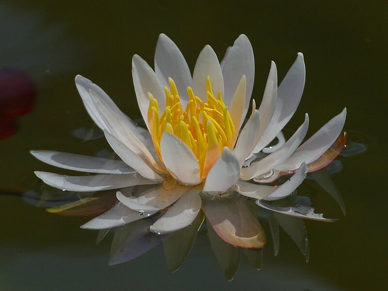 White Water Lily Flower — Serene, Photograph, Yellow Center, Reflection