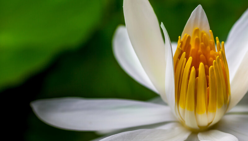 White Water Lily Flower — Serene, Photograph, Yellow Stamen