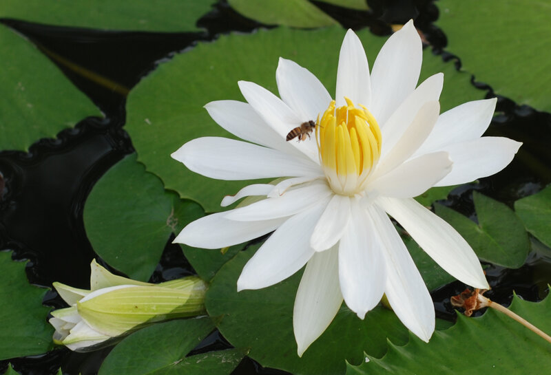 White Water Lily Flower — Serene