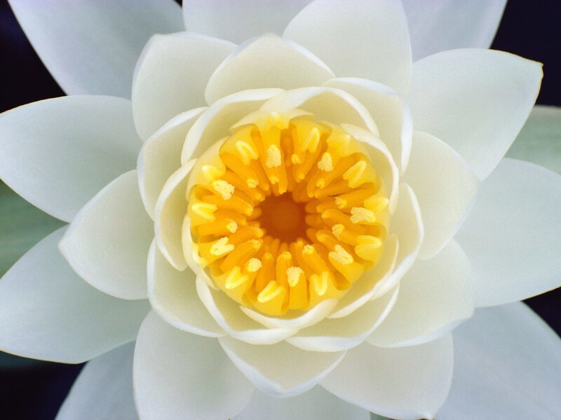 White Water Lily Flower — Yellow Center