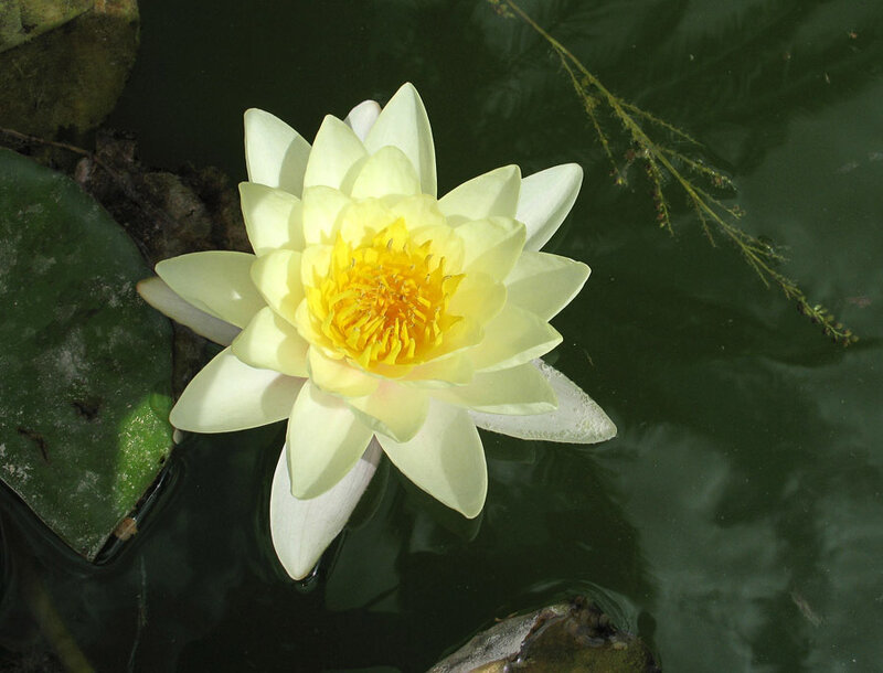 White Water Lily Flower — Yellow