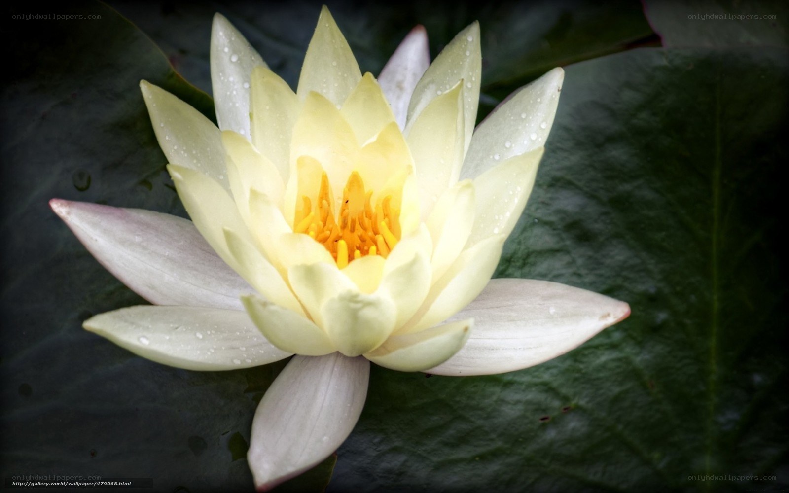 White water lily flower