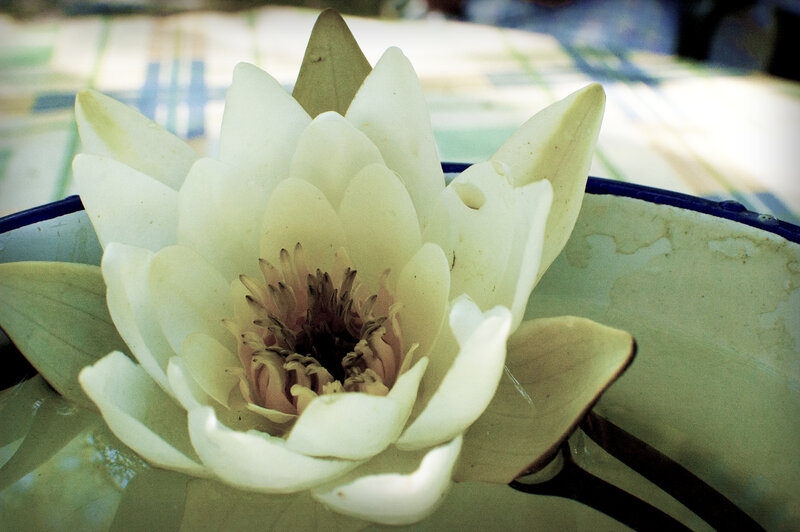 white water lily in a bowl