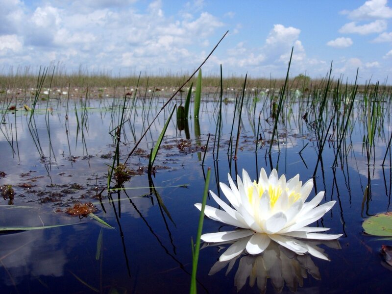 White water lily in a marsh