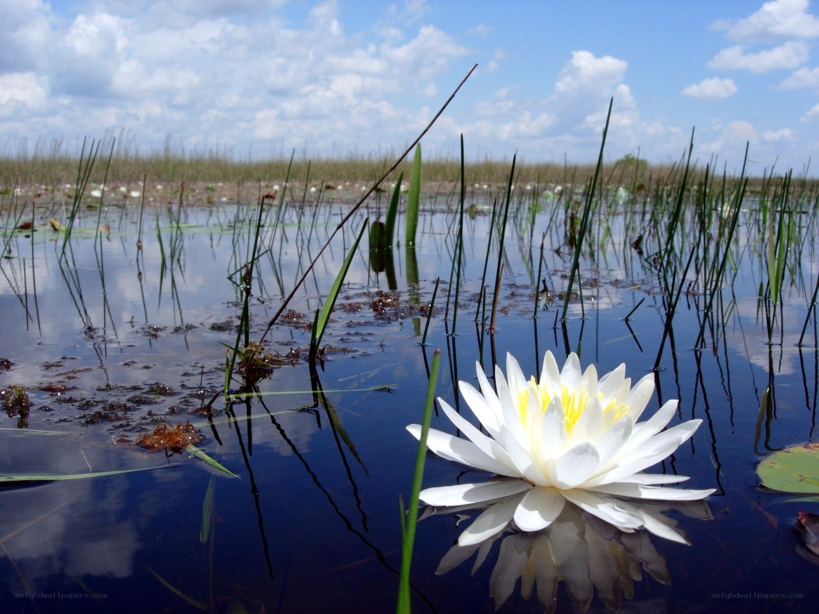 White water lily in a marsh