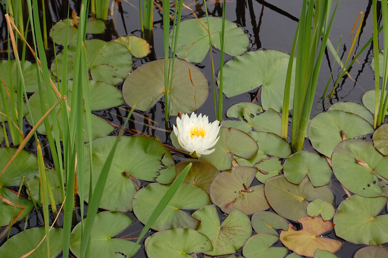 White water lily in a pond