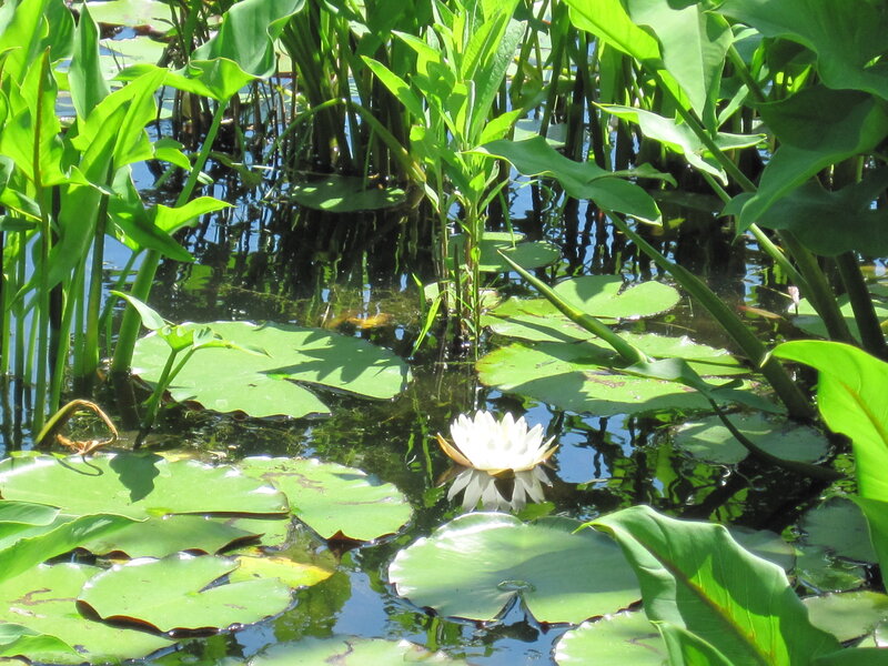 White water lily in a pond