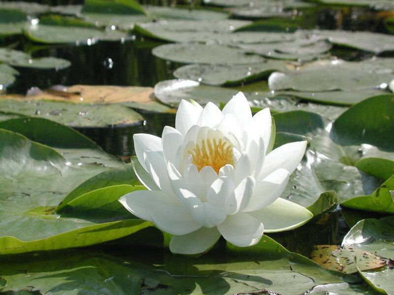 White water lily in a pond